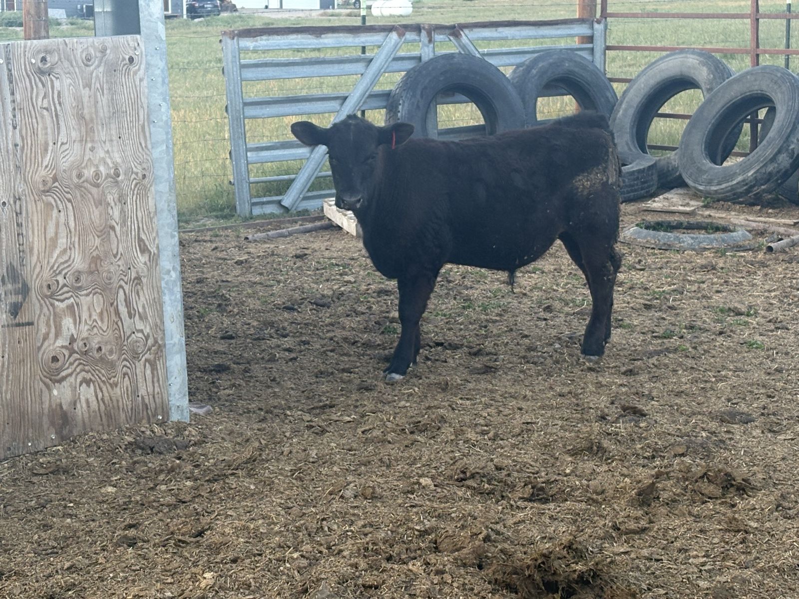 Angus steers