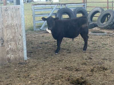 Angus steers