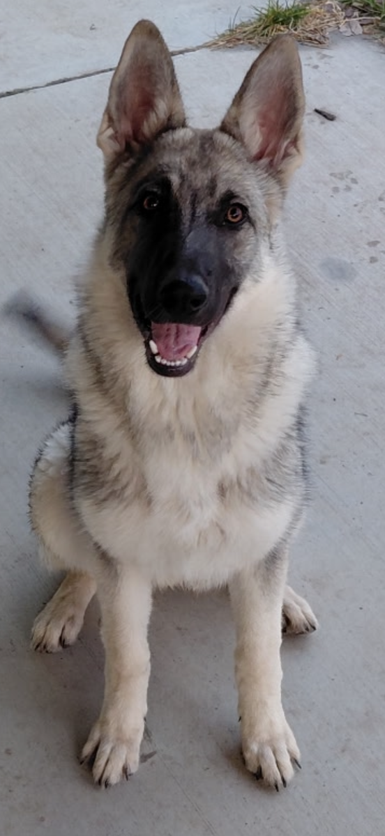 German shepherds puppies and rescues