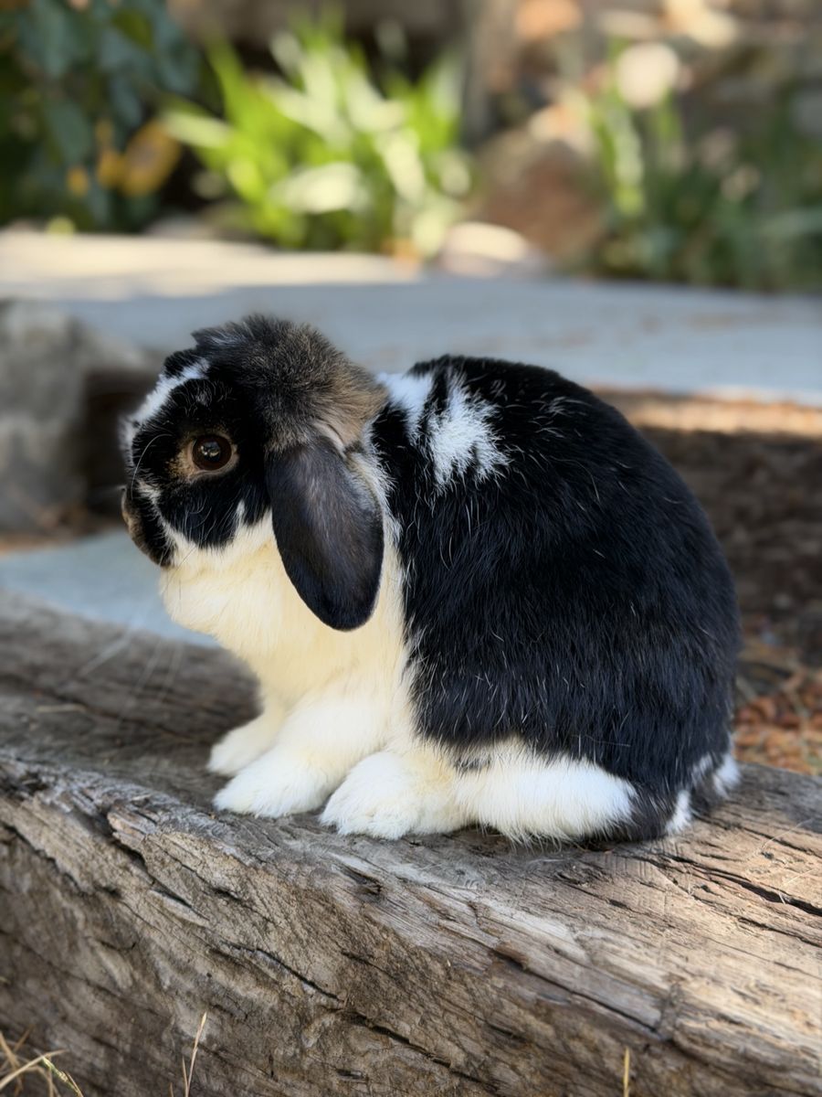 Pedigreed Holland Lop Doe