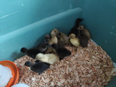 Indian Runner Ducklings