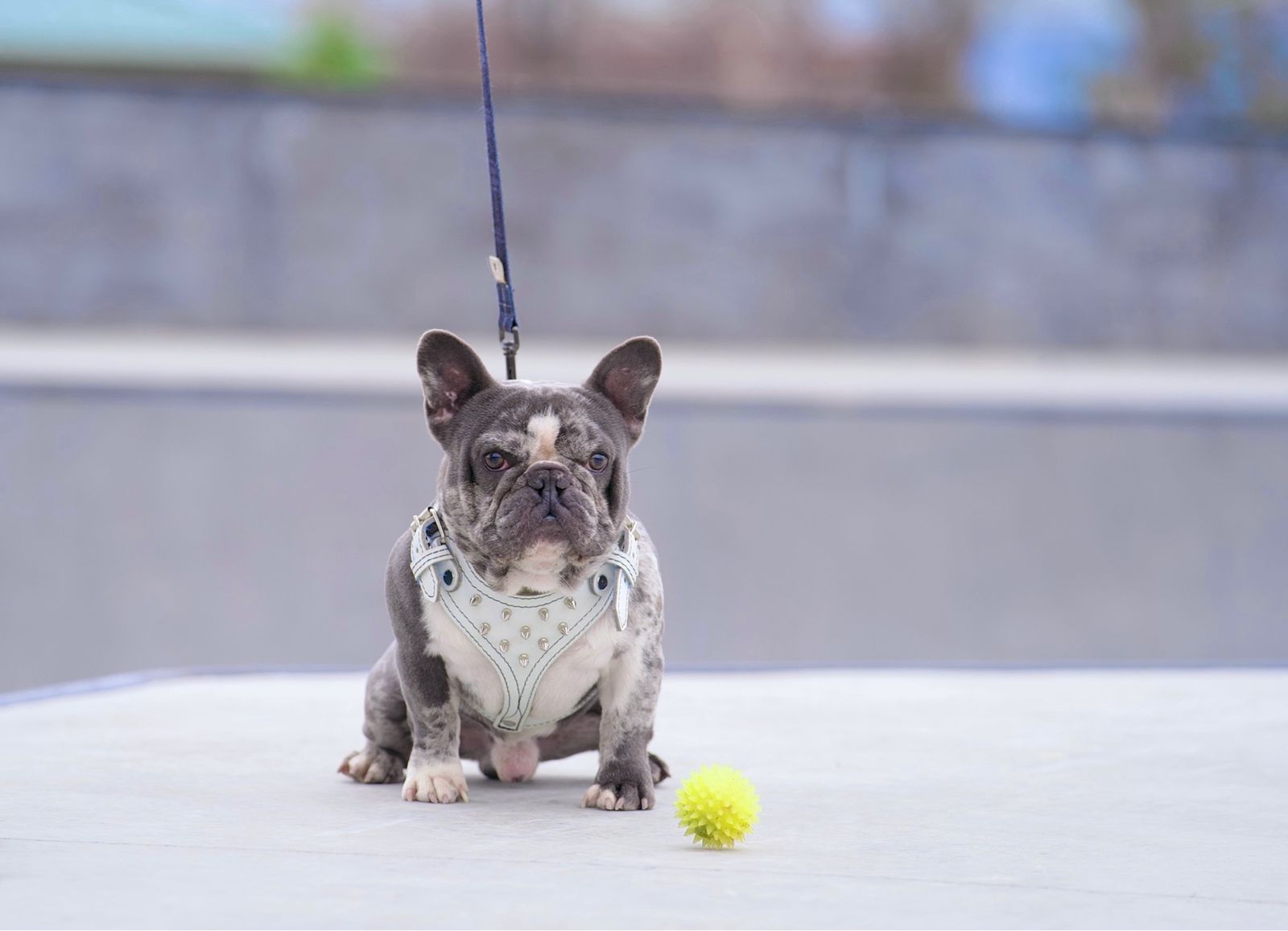 French Bulldog Studs
