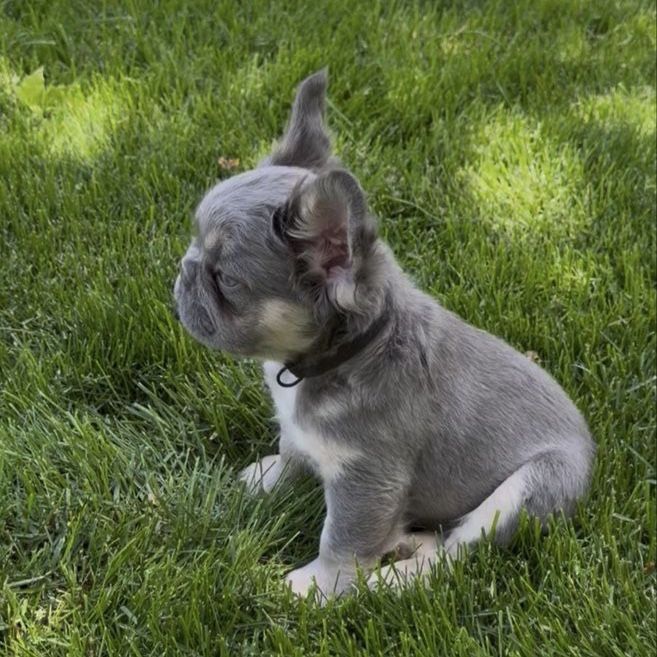 Last fluffy French Bulldog HEALTH&ROJO!