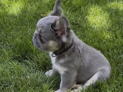 Last fluffy French Bulldog HEALTH&ROJO!