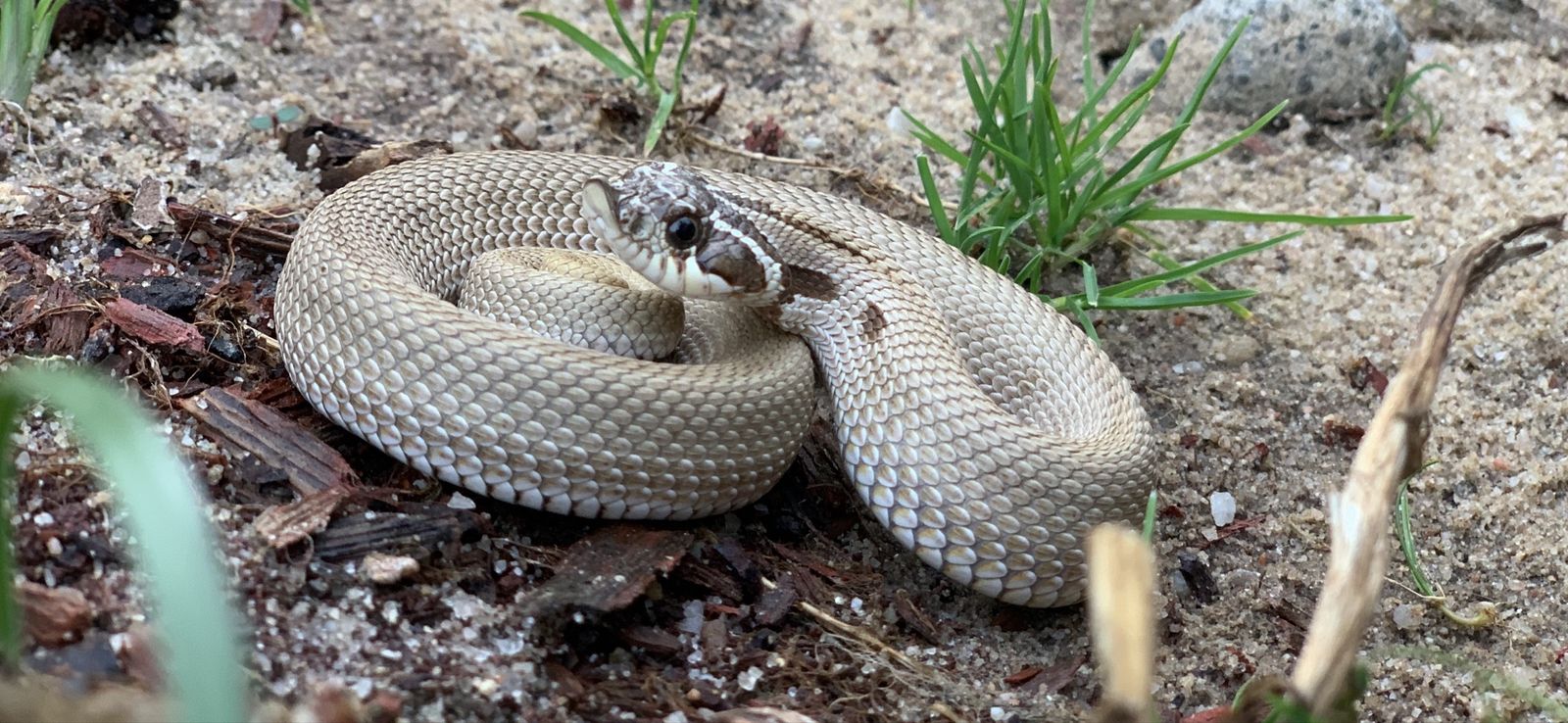 Superconda Hognose Snake - Healthy Reptile for Rehoming - Pet Snake