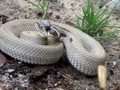 Superconda Hognose Snake - Healthy Reptile for Rehoming - Pet Snake