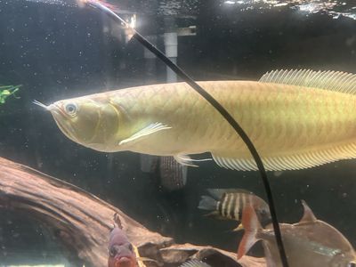 2 Foot Long Arrowana