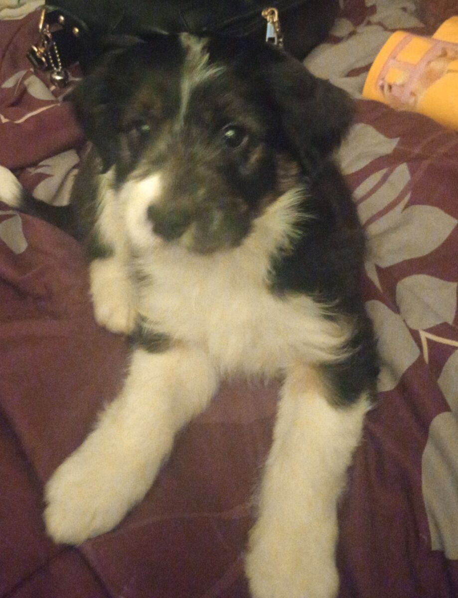 1 Crazy Mix Puppy (Boy).!