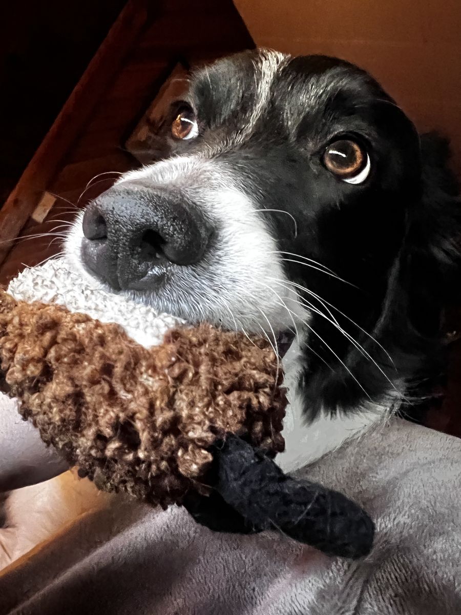 Zoë - Female Border Collie 2 years old Spayed