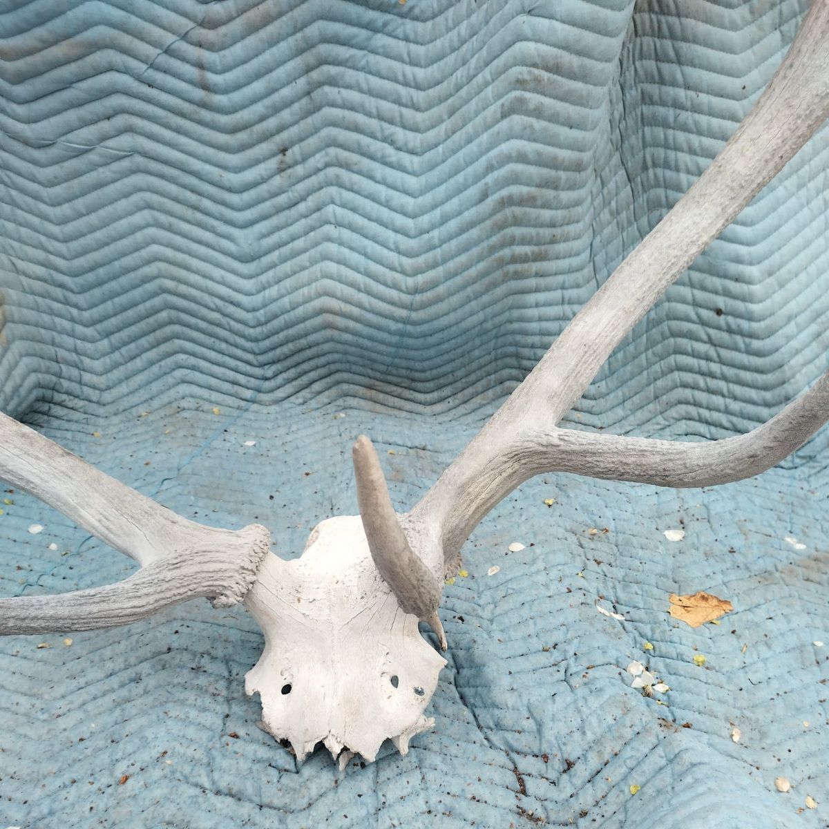 ELK ANTLER Beautiful HUUUUGE horn Taxidermy