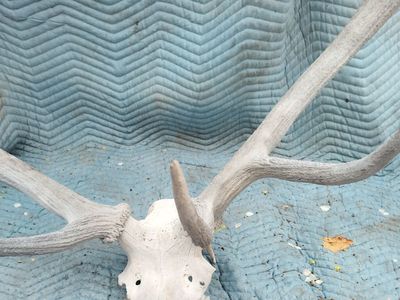 ELK ANTLER Beautiful HUUUUGE horn Taxidermy