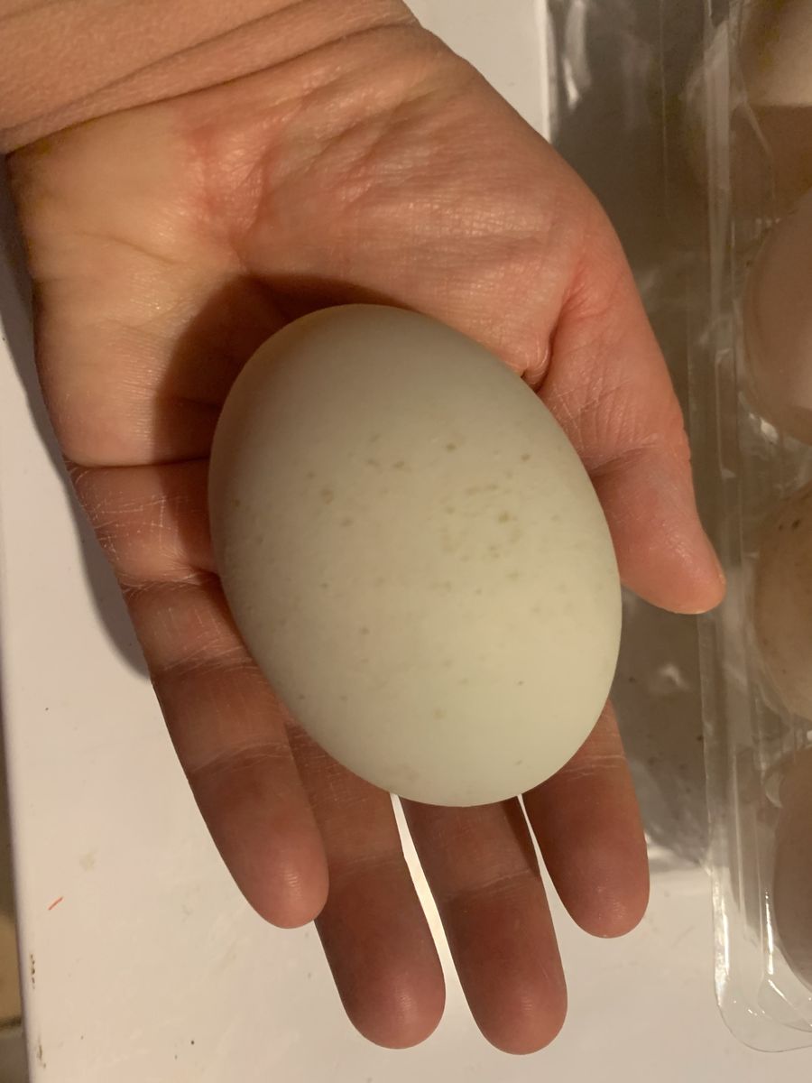 Fresh Backyard Duck Eggs