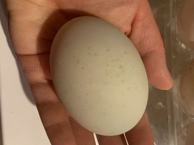 Fresh Backyard Duck Eggs - Large Sizes