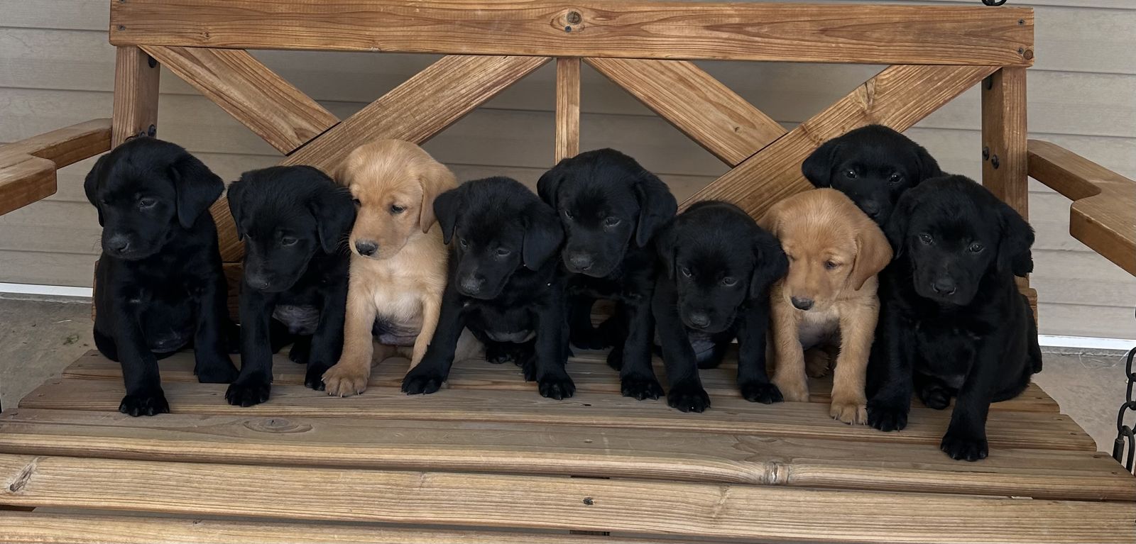 AKC Labrador Retrievers