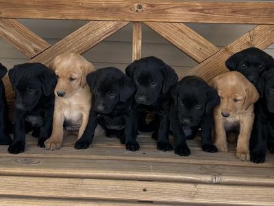 AKC Labrador Retrievers
