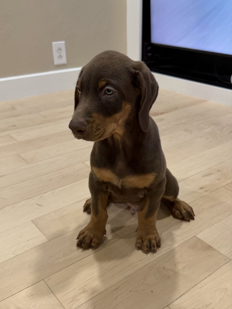 Doberman Puppy Looking for a Good Home