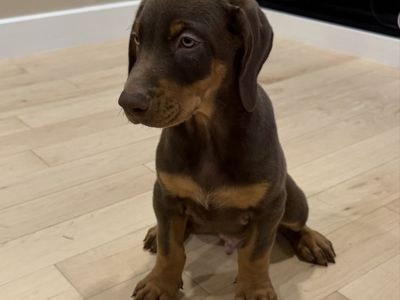 Doberman Puppy Looking for a Good Home