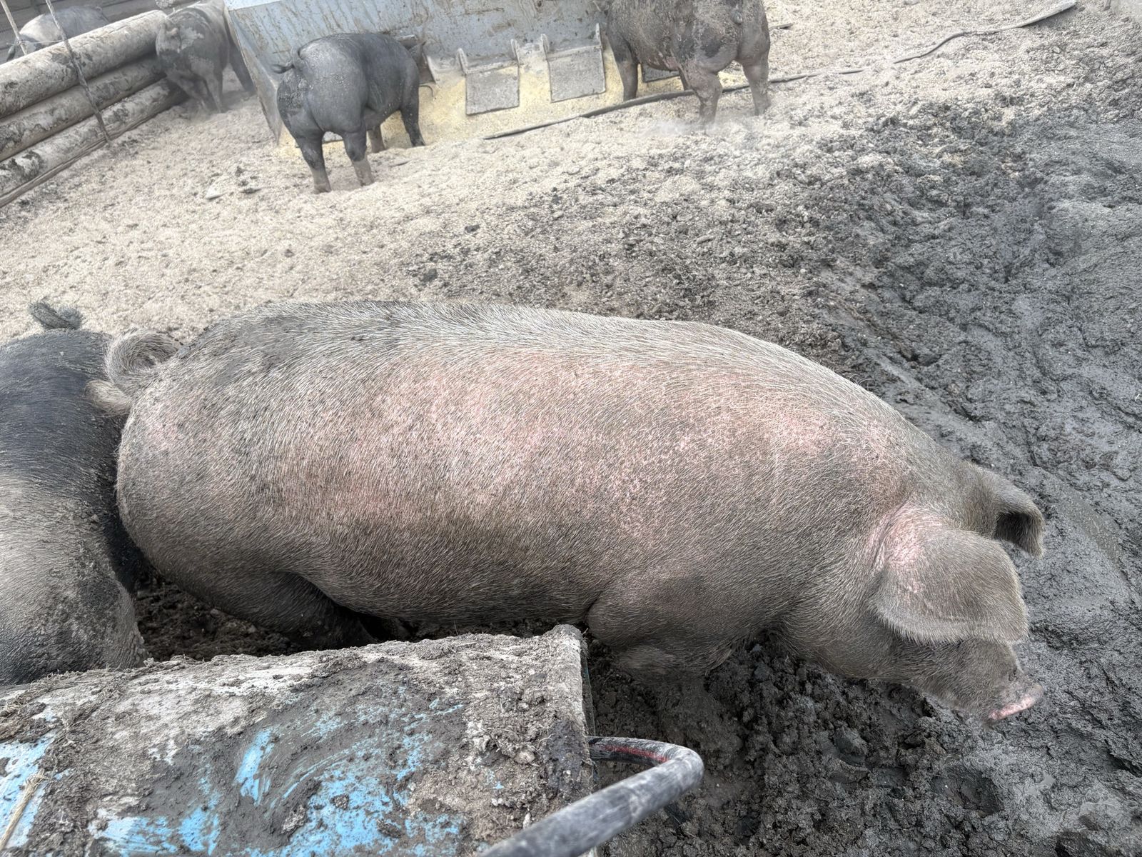 Butcher Pigs