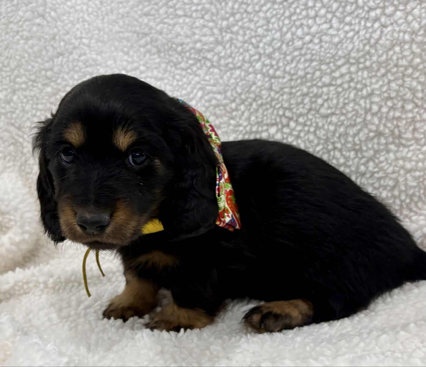 Miniature Dachshund Puppies