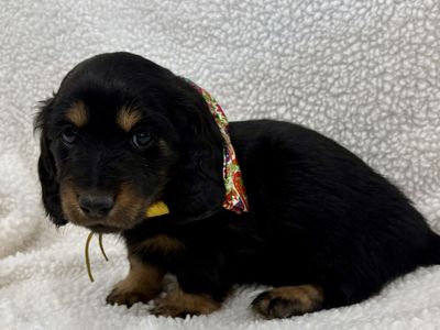 Miniature Dachshund Puppies
