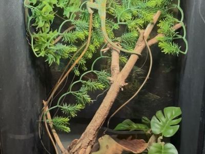 Chameleon with habitat - $100