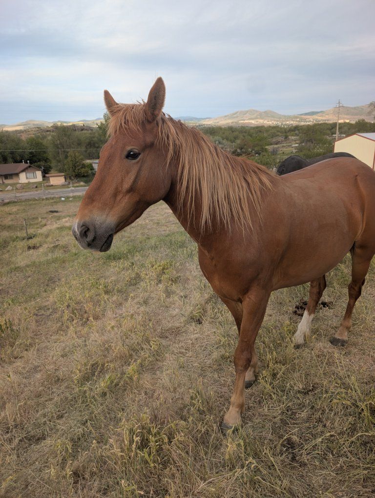 5 Year Old BLM Mustang