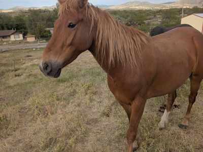 5 Year Old BLM Mustang