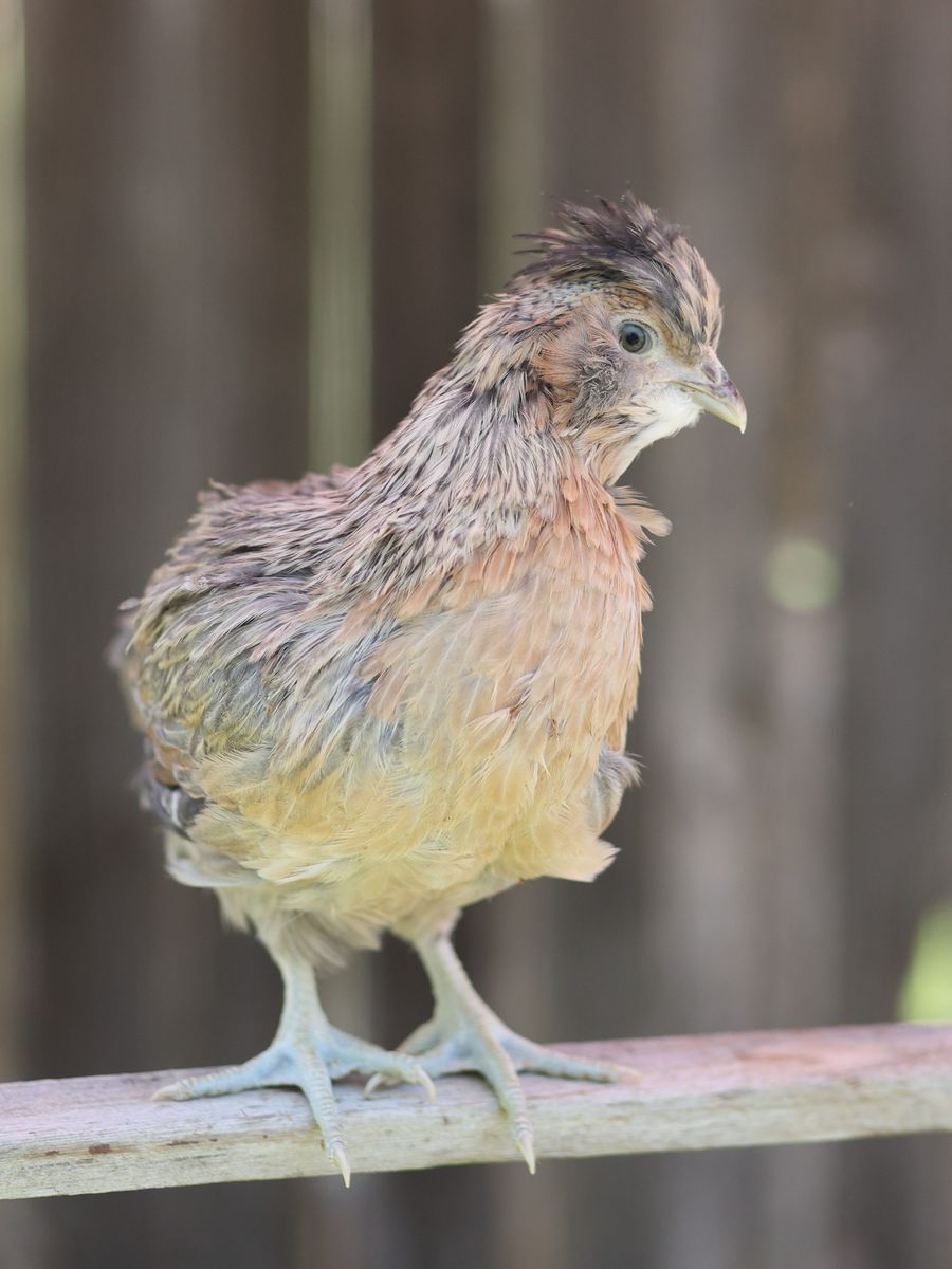 Cream legbar pullet (hen/chicken) lays blue eggs