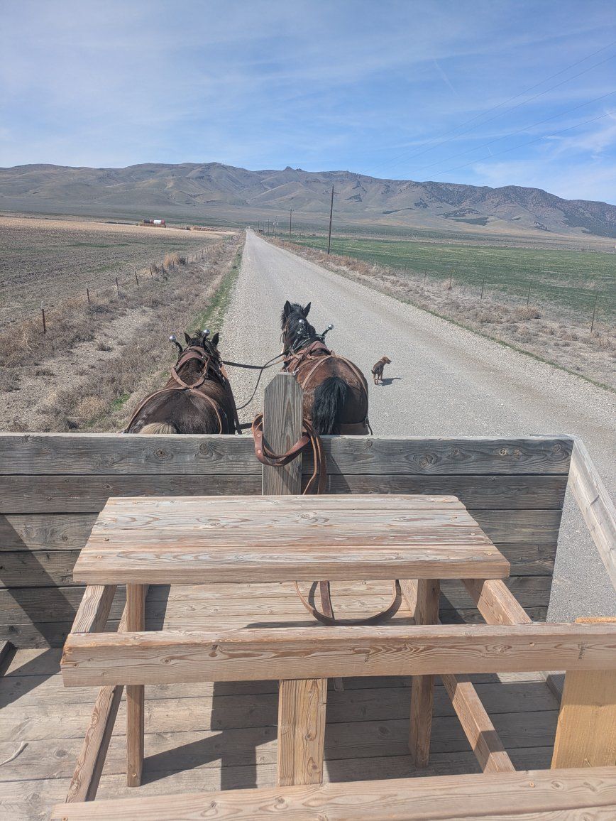 Rocky Mountain Horse ride and drive team