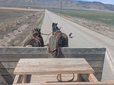 Rocky Mountain Horse ride and drive team