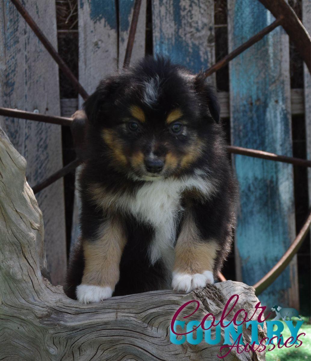 Mini Aussie Male