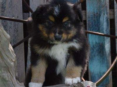 Mini Aussie Male