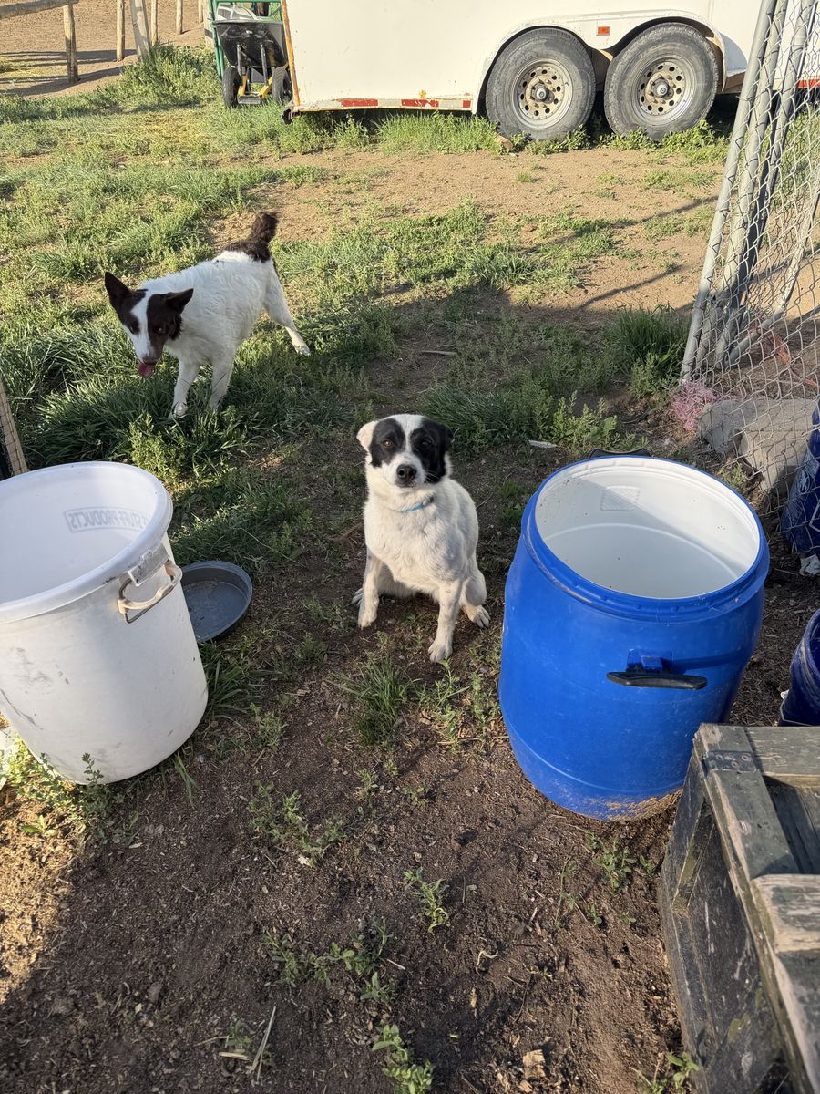 Heeler/Aussie mix