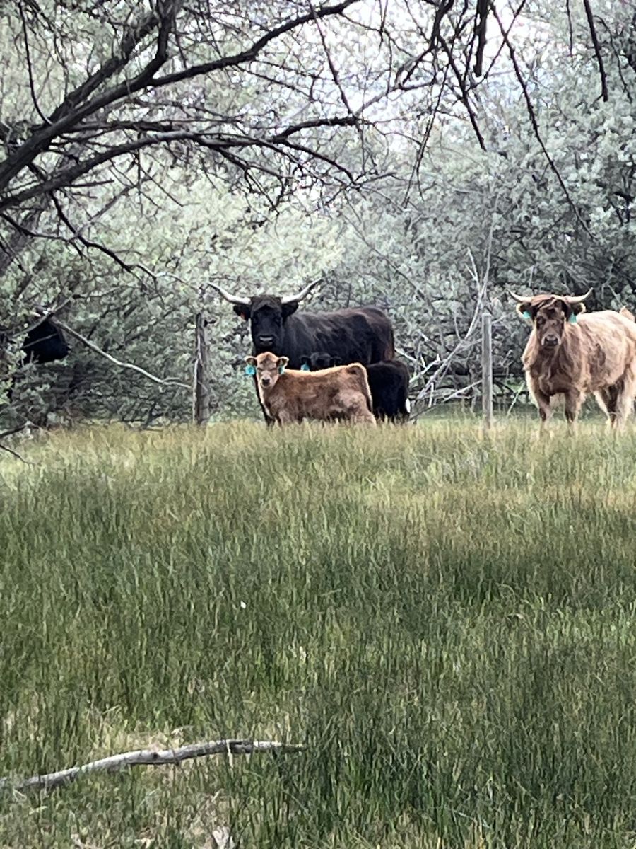 Mini Scottish Highlander Highpark Heifer