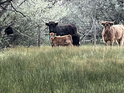 Mini Scottish Highlander Highpark Heifer