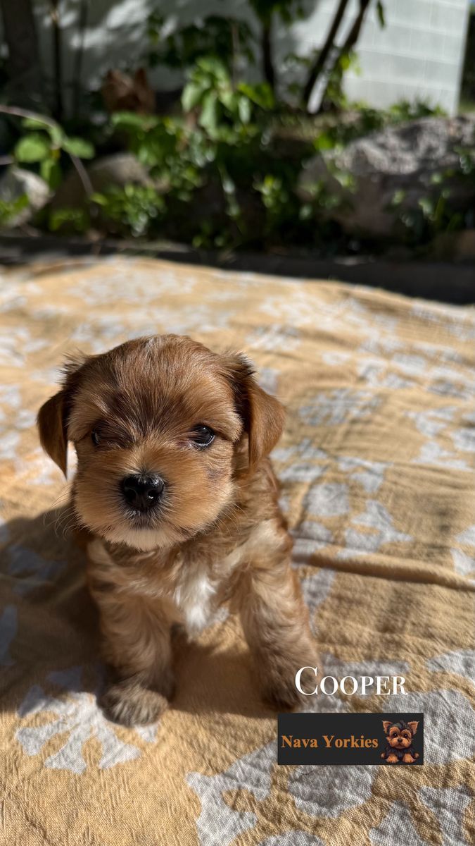 AKC Yorkie Puppies For Sale!!