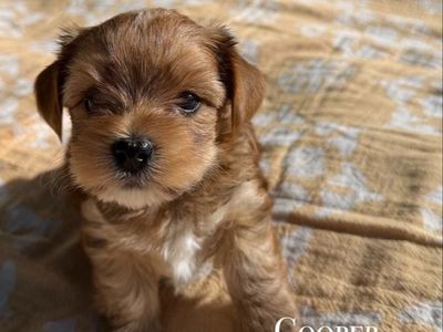 AKC Yorkie Puppies For Sale!!