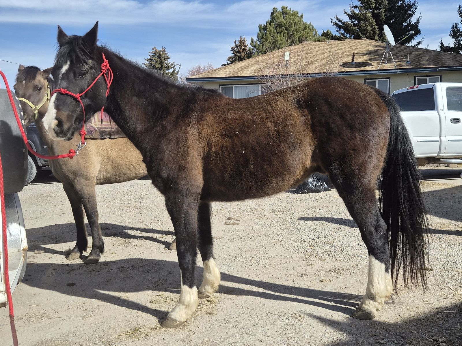 13 year old broke QuarArab Gelding