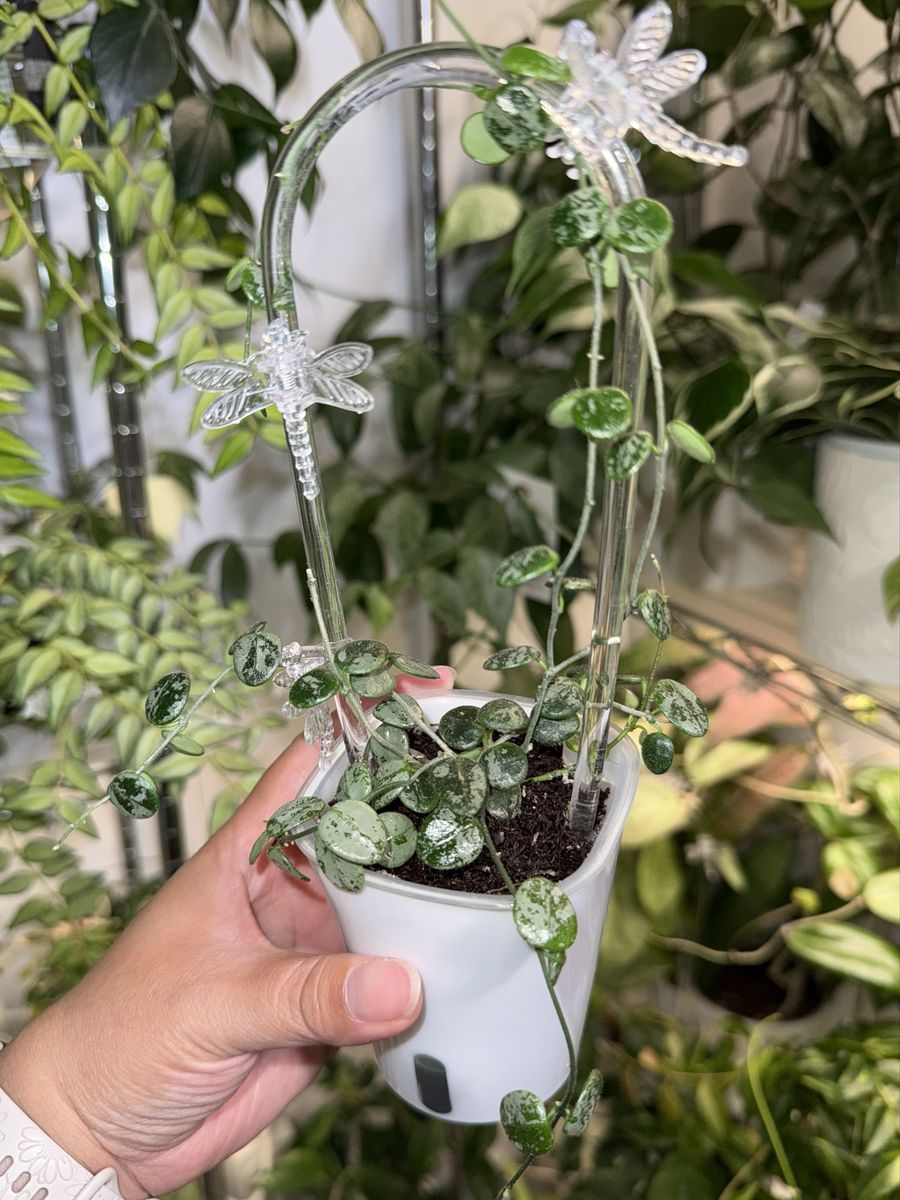 Hoya aff serpens (splash) - Plant