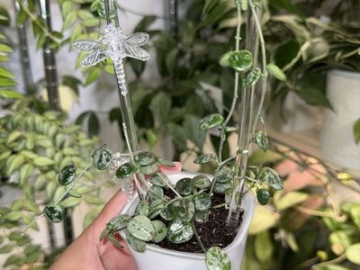 Hoya aff serpens (splash) - Plant