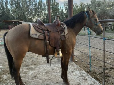 2 Yr Buckskin Colt