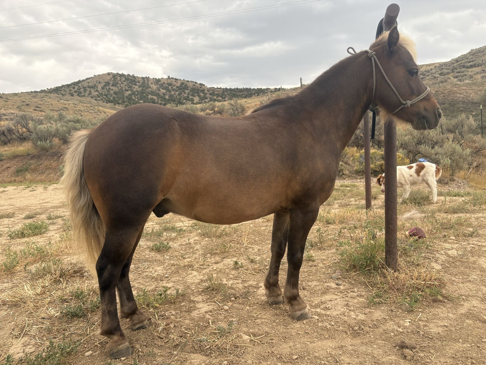 Shetland Pony Gelding