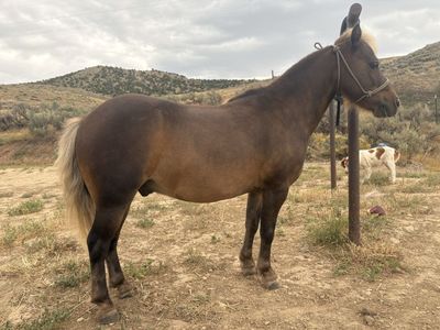 Shetland Pony Gelding