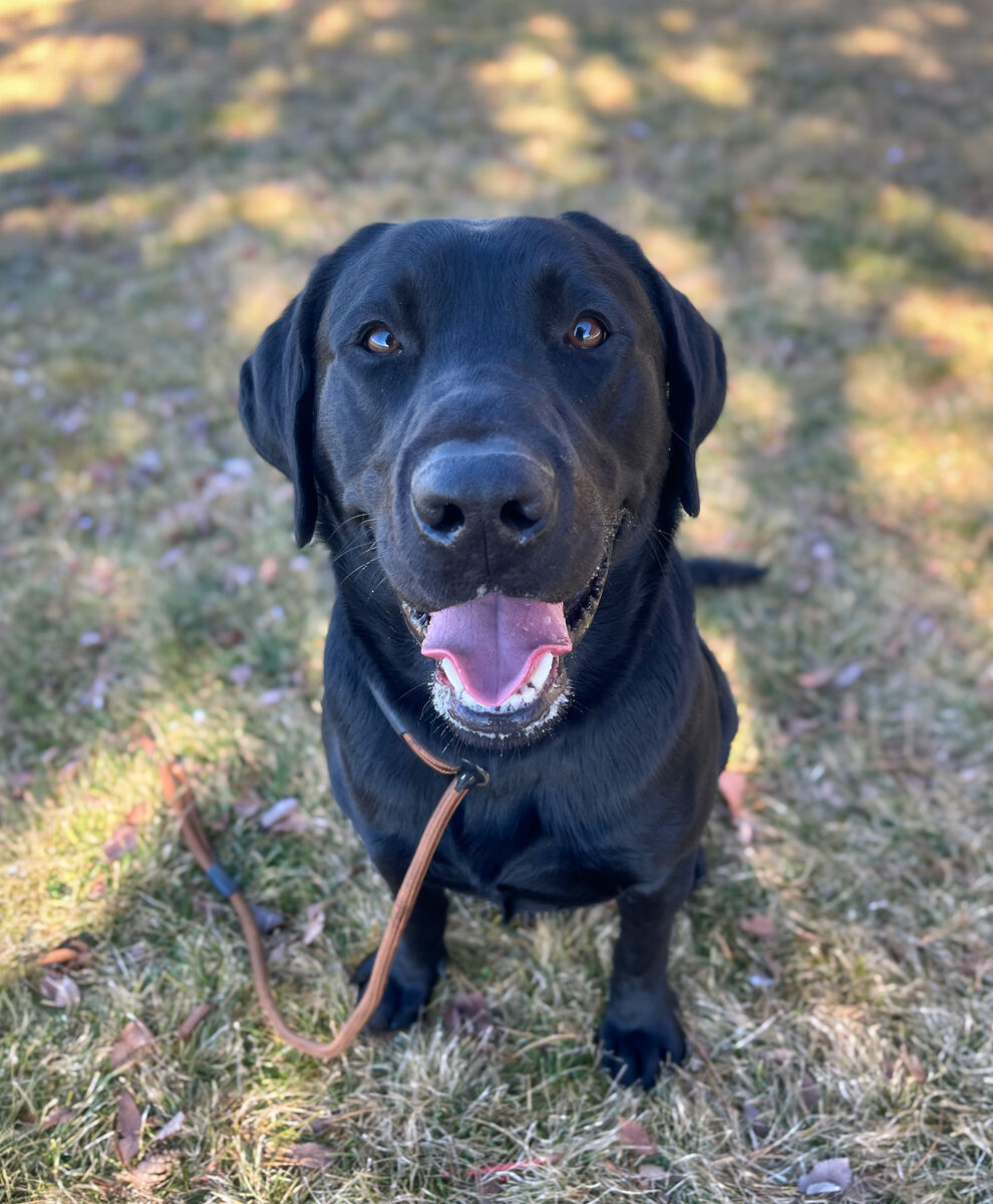 PureBred Black Lab Needs Home!