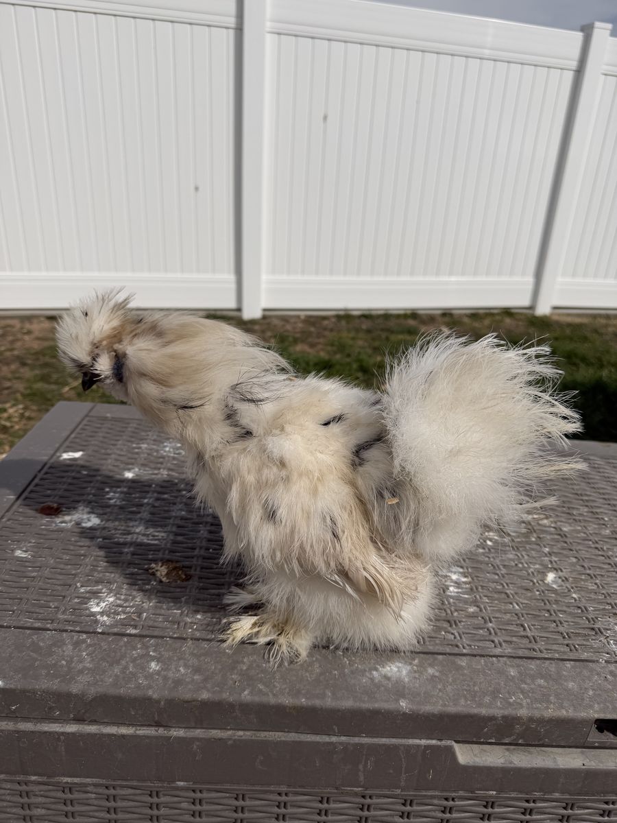 Silkie Paint Cockerel
