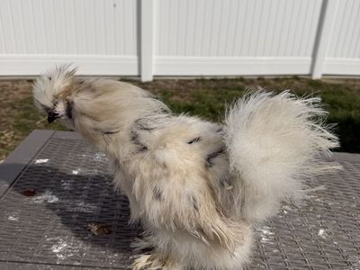 Silkie Paint Cockerel