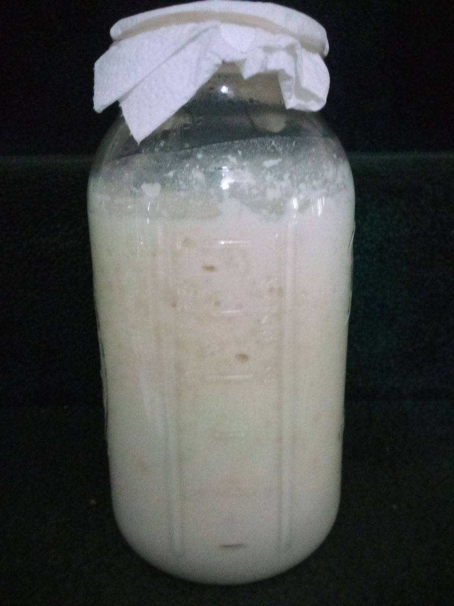 KEFIR GRAINS