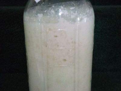 KEFIR GRAINS
