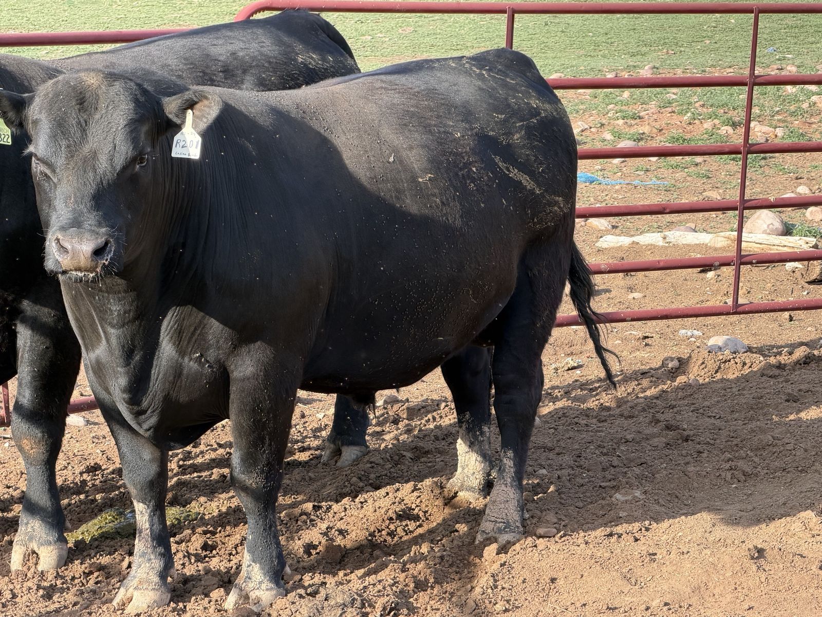 Registered Black Angus Bulls
