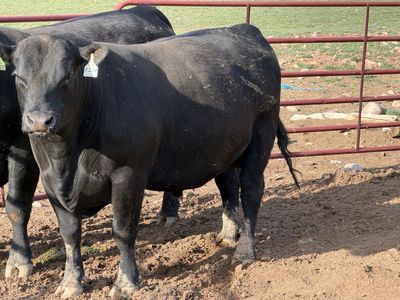 Registered Black Angus Bulls